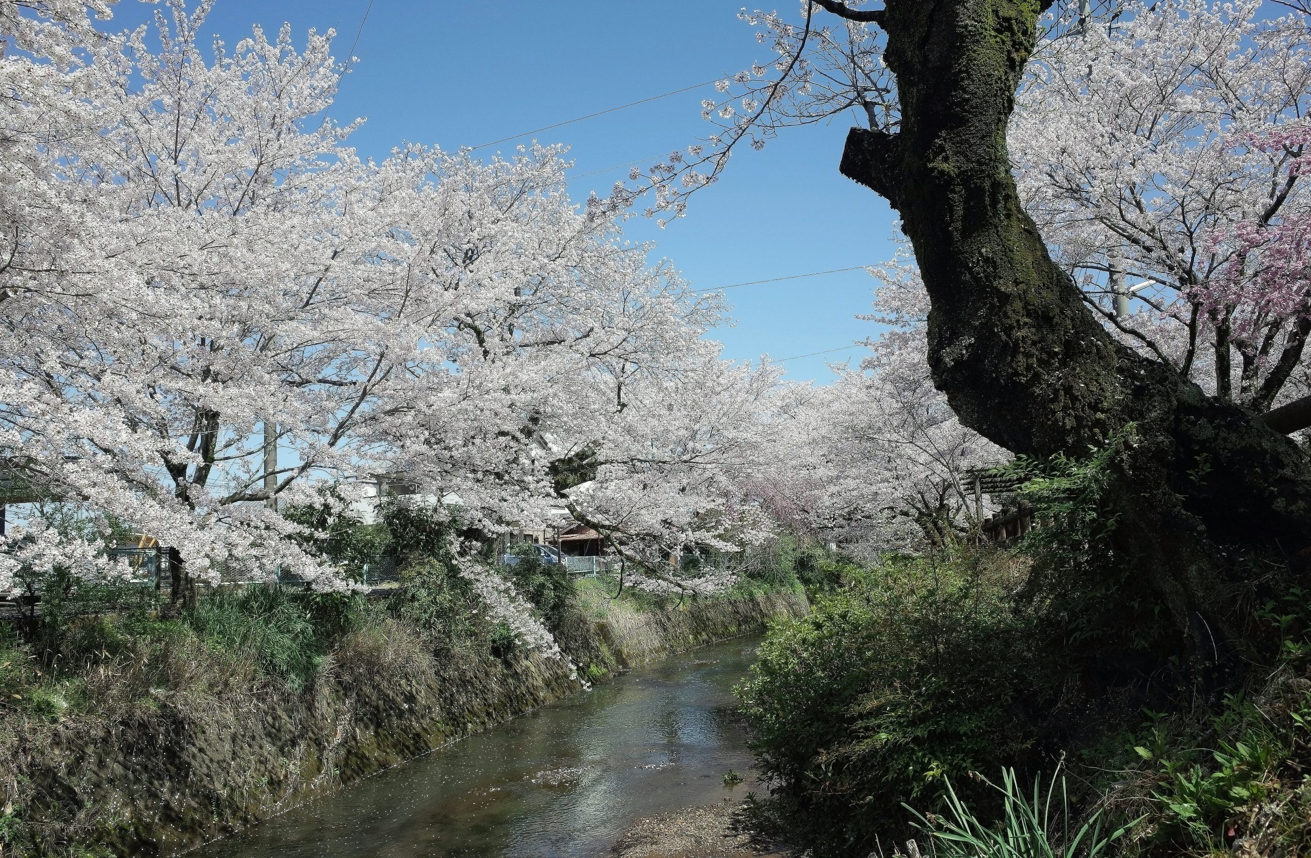 An introduction to Japan's Akutagawa Prize for rising